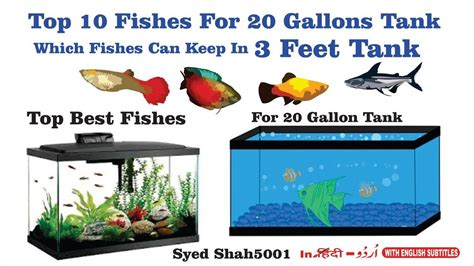 20 gallon tank how many fish|how many fish per gallon.